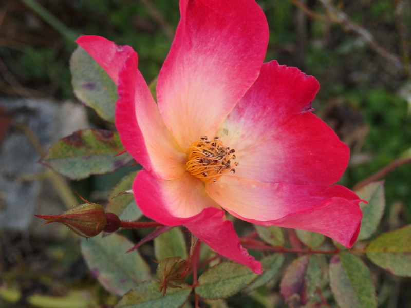 a0054240_20134163.jpg