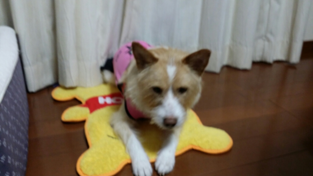 f0046854_23354350.jpg
