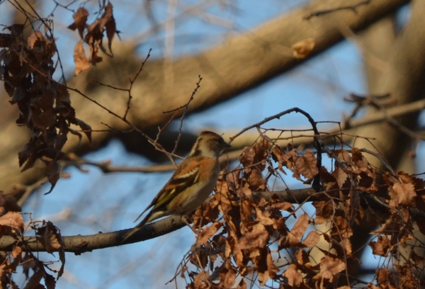 最近の公園_c0155474_2173350.jpg