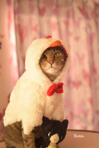 Happy new year♪_d0342382_08423976.png