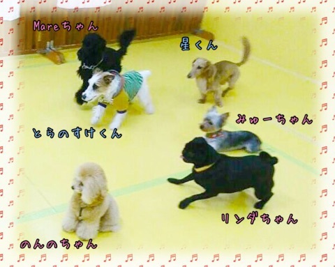 2017年★HAPPY NEW YEAR★_f0357682_18471647.jpg