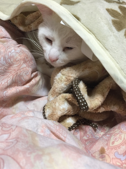 あけましておめでとうございます☆_c0180209_17452700.jpg