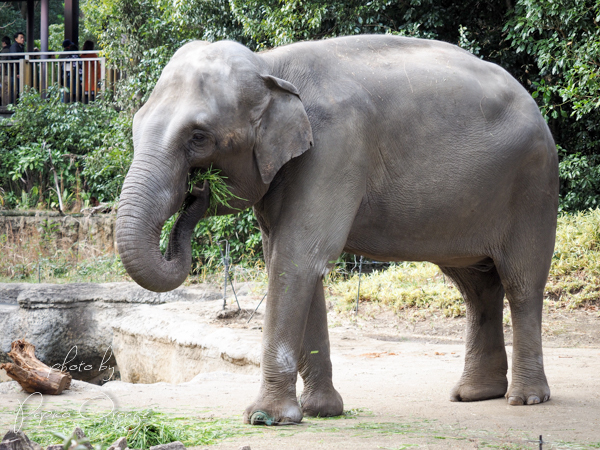 よこはま動物園ズーラシア　1月２日_f0321610_22121563.jpg