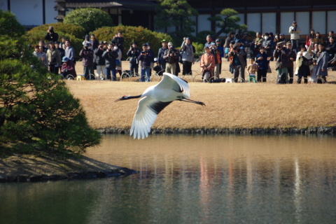 No71　タンチョウ飛び初め_d0341514_09114819.jpg