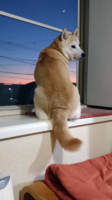 富士山と月と柴犬_b0327624_22002819.jpg