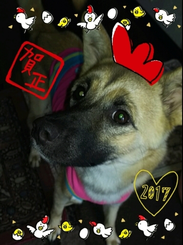 今年も宜しくm(__)m_e0303929_17194207.jpg