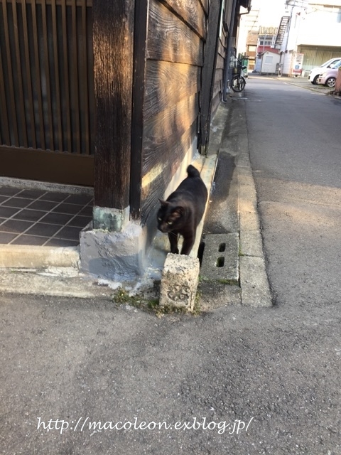 ねこバトル_a0344633_23502998.jpg