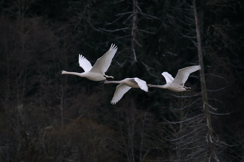 X-Pro2とXF100-400mmで白鳥を試写_f0254240_13431253.jpg