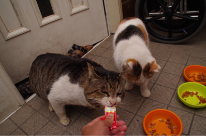 kachimo食堂大盛況_a0028451_16274239.jpg