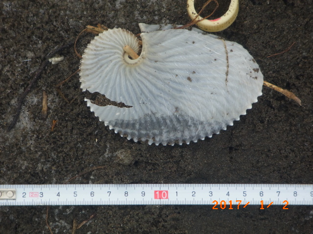 a0157451_20215510.jpg
