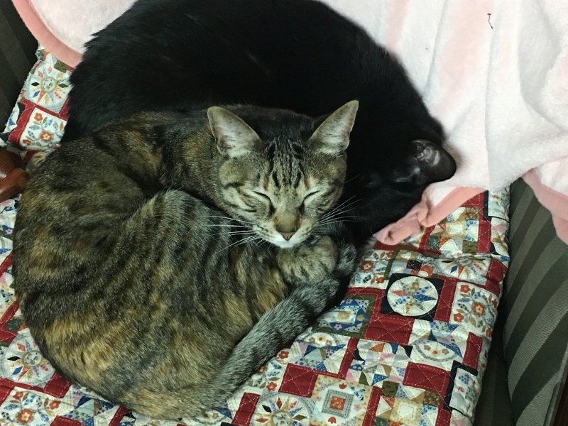 明けましておめでとうございます。_e0326953_19075869.jpg