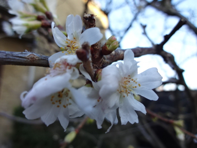 １月２日　晴れ◎_b0109054_22290090.jpg