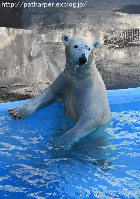 ２０１６年１２月　浜松市動物園　その３　ホッキョクグマのオヤツタイム_a0052986_1947252.jpg