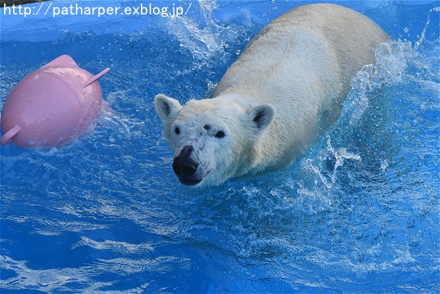 ２０１６年１２月　浜松市動物園　その３　ホッキョクグマのオヤツタイム_a0052986_19485915.jpg