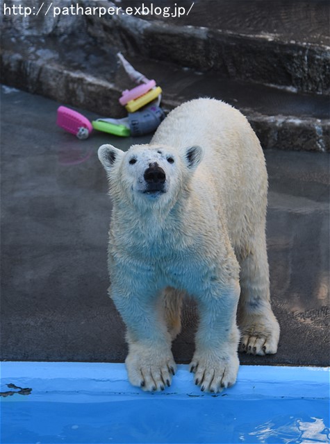 ２０１６年１２月　浜松市動物園　その３　ホッキョクグマのオヤツタイム_a0052986_19563147.jpg