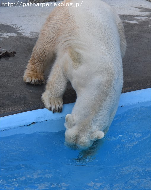 ２０１６年１２月　浜松市動物園　その３　ホッキョクグマのオヤツタイム_a0052986_20265391.jpg