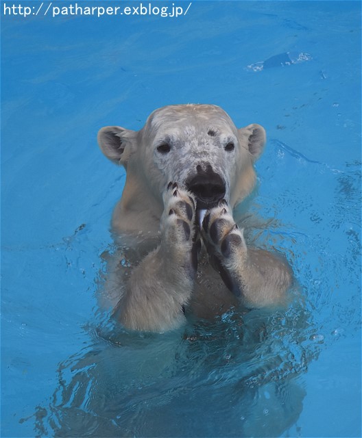 ２０１６年１２月　浜松市動物園　その３　ホッキョクグマのオヤツタイム_a0052986_2029664.jpg