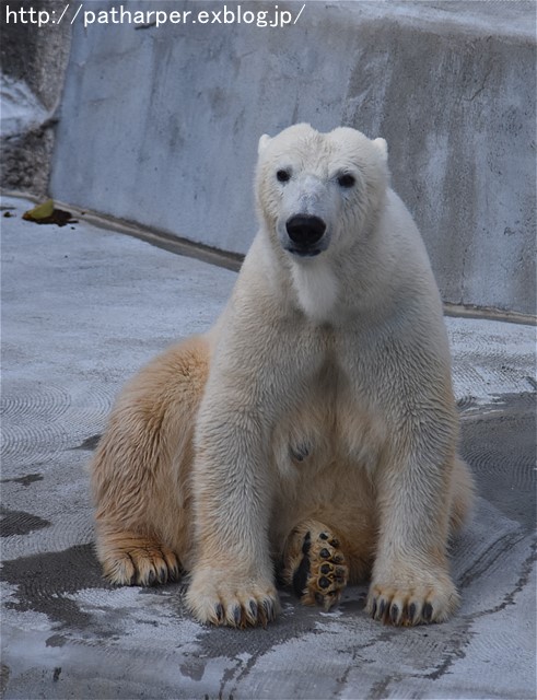 ２０１６年１２月　浜松市動物園　その３　ホッキョクグマのオヤツタイム_a0052986_20332772.jpg