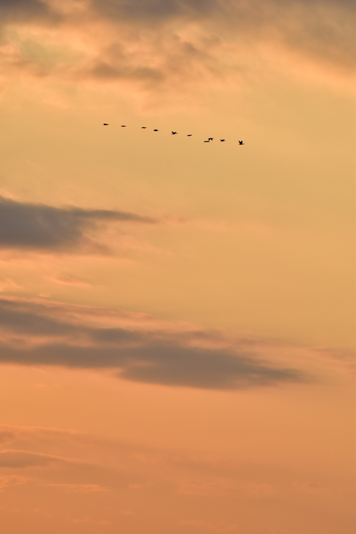 c0049299_22085478.jpg