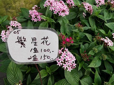 花園の可愛い花たちの中国語名 メイフェの幸せ 美味しいいっぱい In 台湾 花園の可愛い花たちの中国語名 メイフェの幸せ 美味しいいっぱい In 台湾