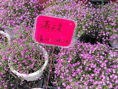 花園の可愛い花たちの中国語名 メイフェの幸せ 美味しいいっぱい In 台湾
