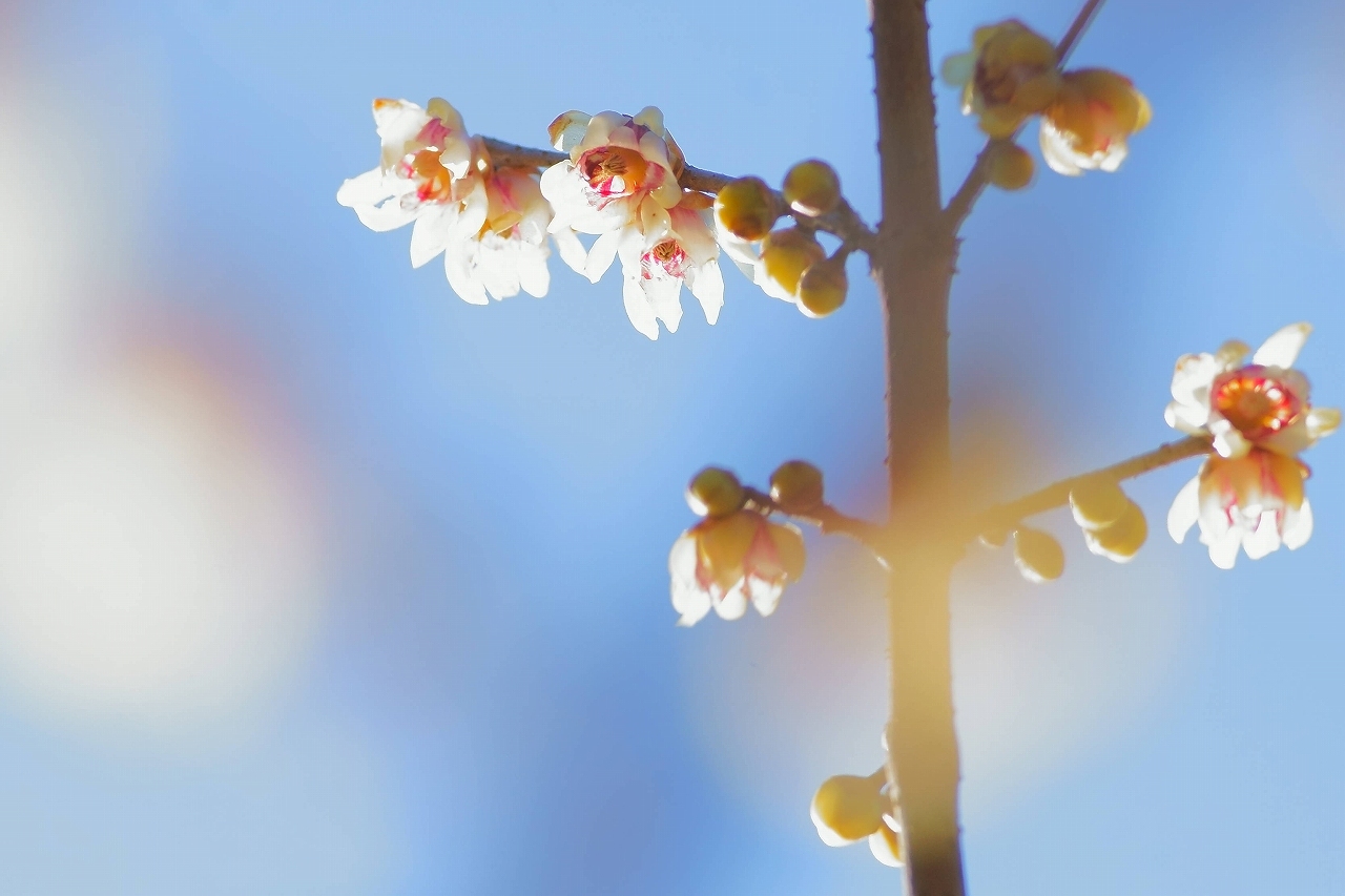 正月の神代植物公園～②梅もちらほら_b0225108_23393988.jpg