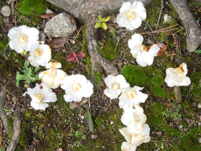 f0297809_013745.jpg