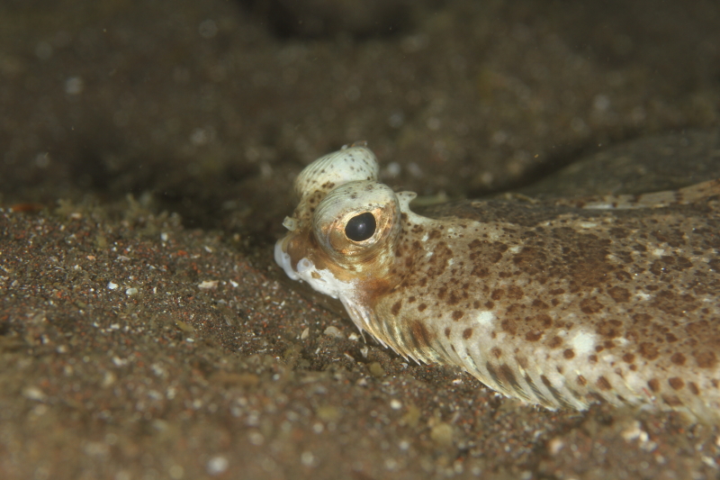 大瀬ログ　三島大社で「はまゆう」の新井君の写真展見てきました～_c0034029_1594670.jpg