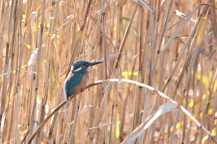 今日の鳥さん_f0327034_15394702.jpg