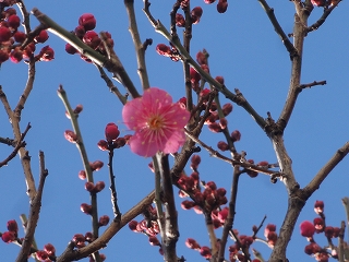 家でまったり(1月3日、火）_c0147935_19521762.jpg