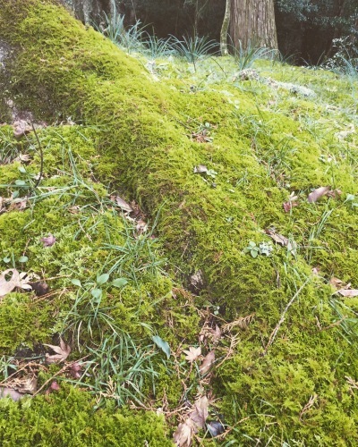 f0318145_13350438.jpeg