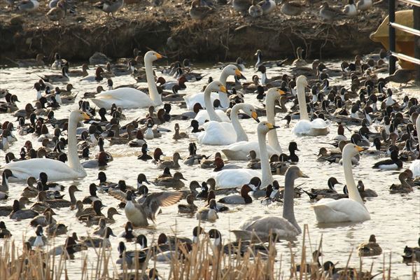 白鳥に餌をやる行為について【辛口】 : ~何でも揃う~本和堂雑多店