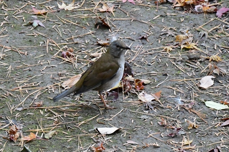 b0311071_11234594.jpg