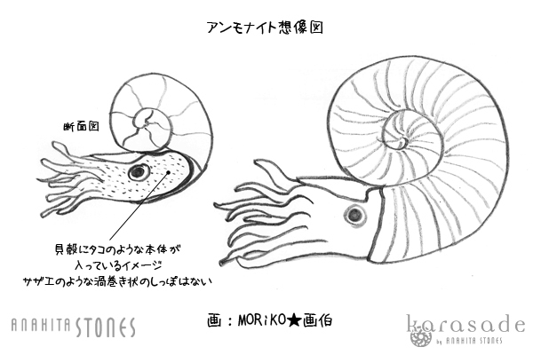 おしもり アンモライトとアンモナイトってどう違うの 石の音 ときどき日常