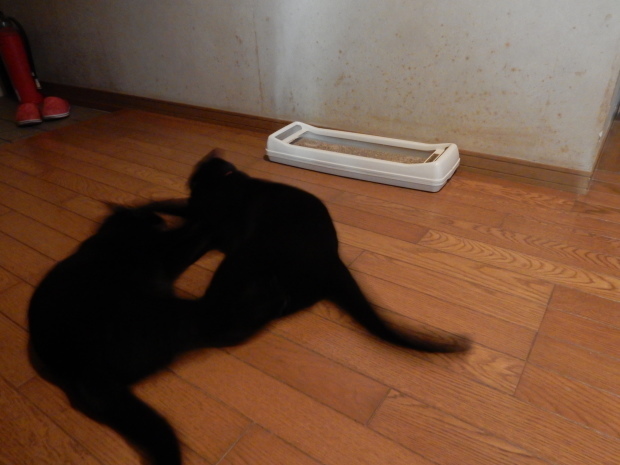 柚くんレポート まとめ篇w_e0355177_11454982.jpg