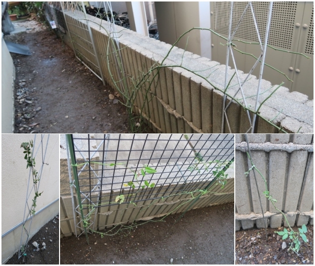 パレード大苗の植え付けとつるバラの誘引 恋子のガーデニング日記 パレード大苗の植え付けとつるバラの誘引 恋子のガーデニング日記