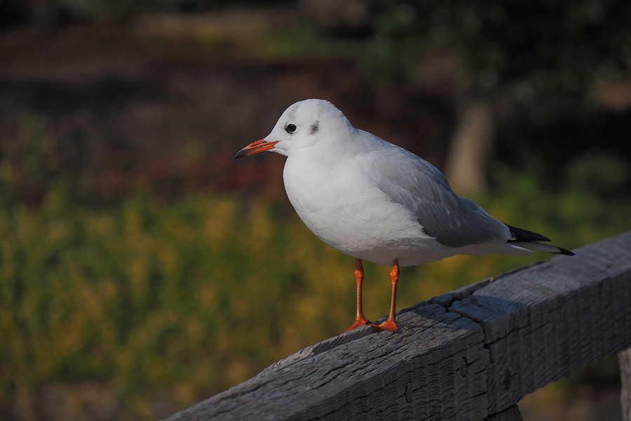 16.12.18：年の瀬の白鳥庭園（前編）_c0007190_19561855.jpg