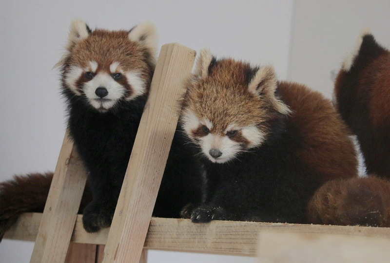 初訪問 福知山市動物園 レサパン日和