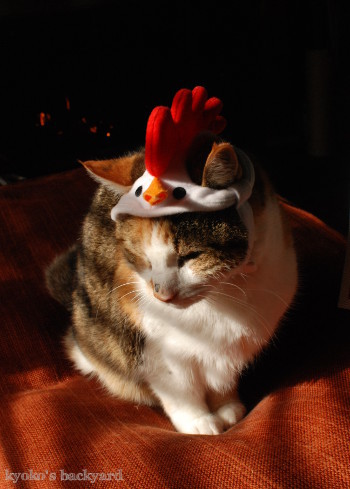 Sandyからの新年のご挨拶 (動物・ペット部門)_b0253205_05492614.jpg