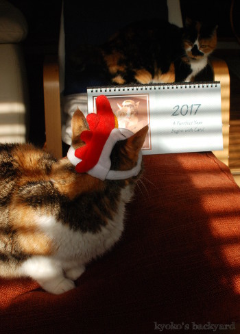 Sandyからの新年のご挨拶 (動物・ペット部門)_b0253205_05501131.jpg