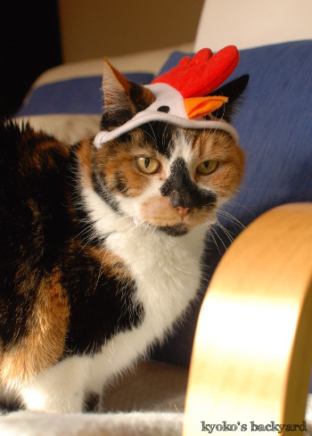 Sandyからの新年のご挨拶 (動物・ペット部門)_b0253205_05505533.jpg