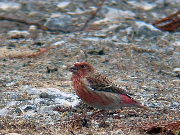 c0039919_208186.jpg