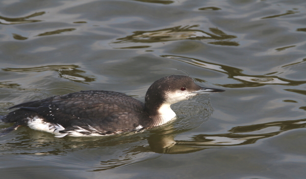 f0364220_07492591.jpg
