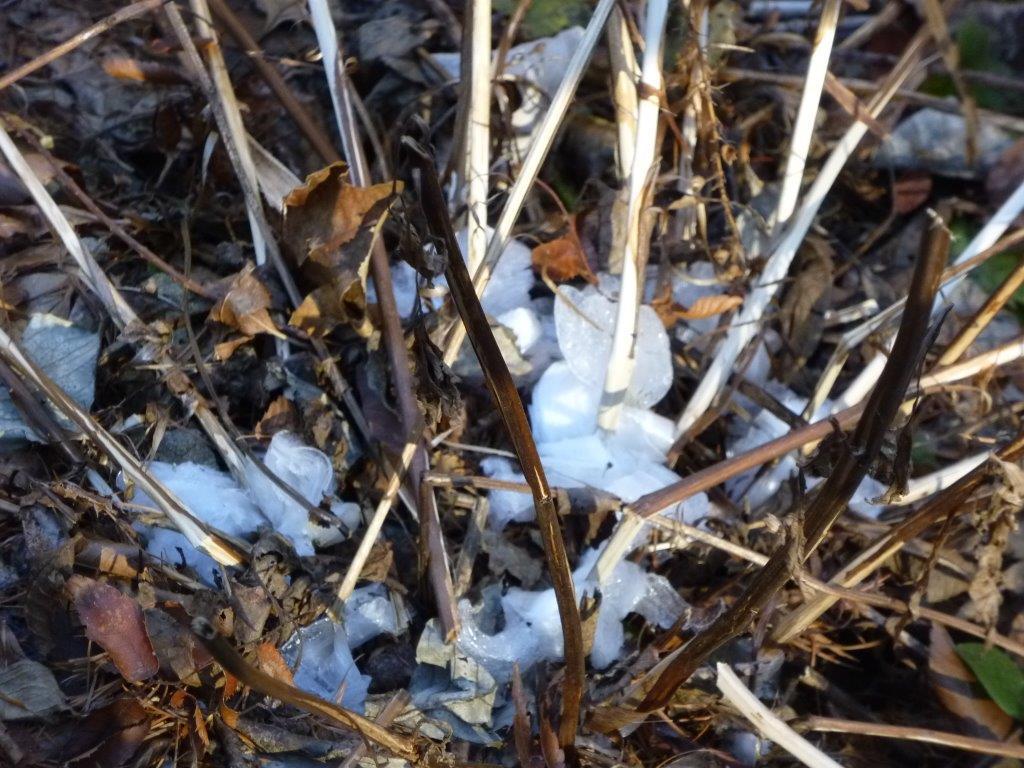 12/30 （金） 氷の花を探しに ： 三度目の三頭山_b0298935_13014601.jpg