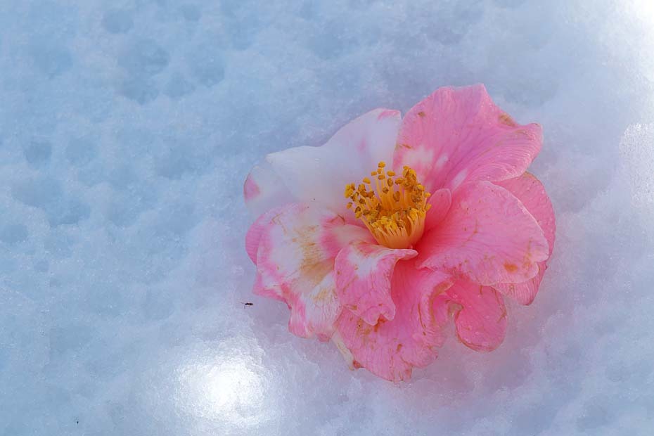 雪山茶花_c0067040_13015976.jpg