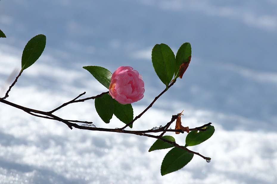 雪山茶花_c0067040_13022127.jpg