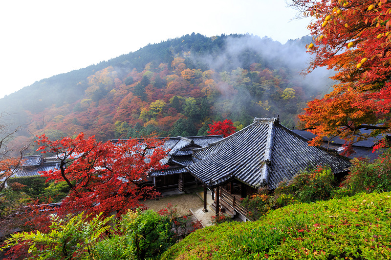 朝霧紅葉 紅葉情報2025 ー 白糸の滝・田貫湖・白糸自然公園・朝霧高原 ・富士山