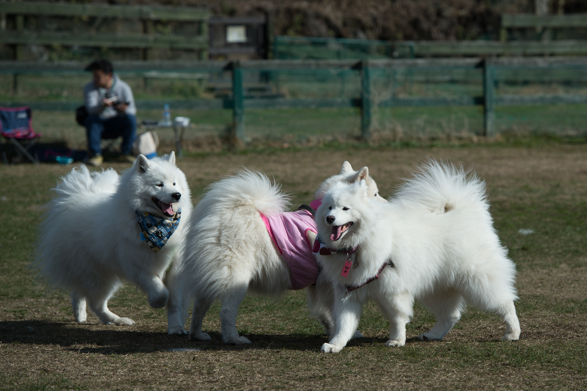 富士サモ2016-3_d0144253_00205836.jpg