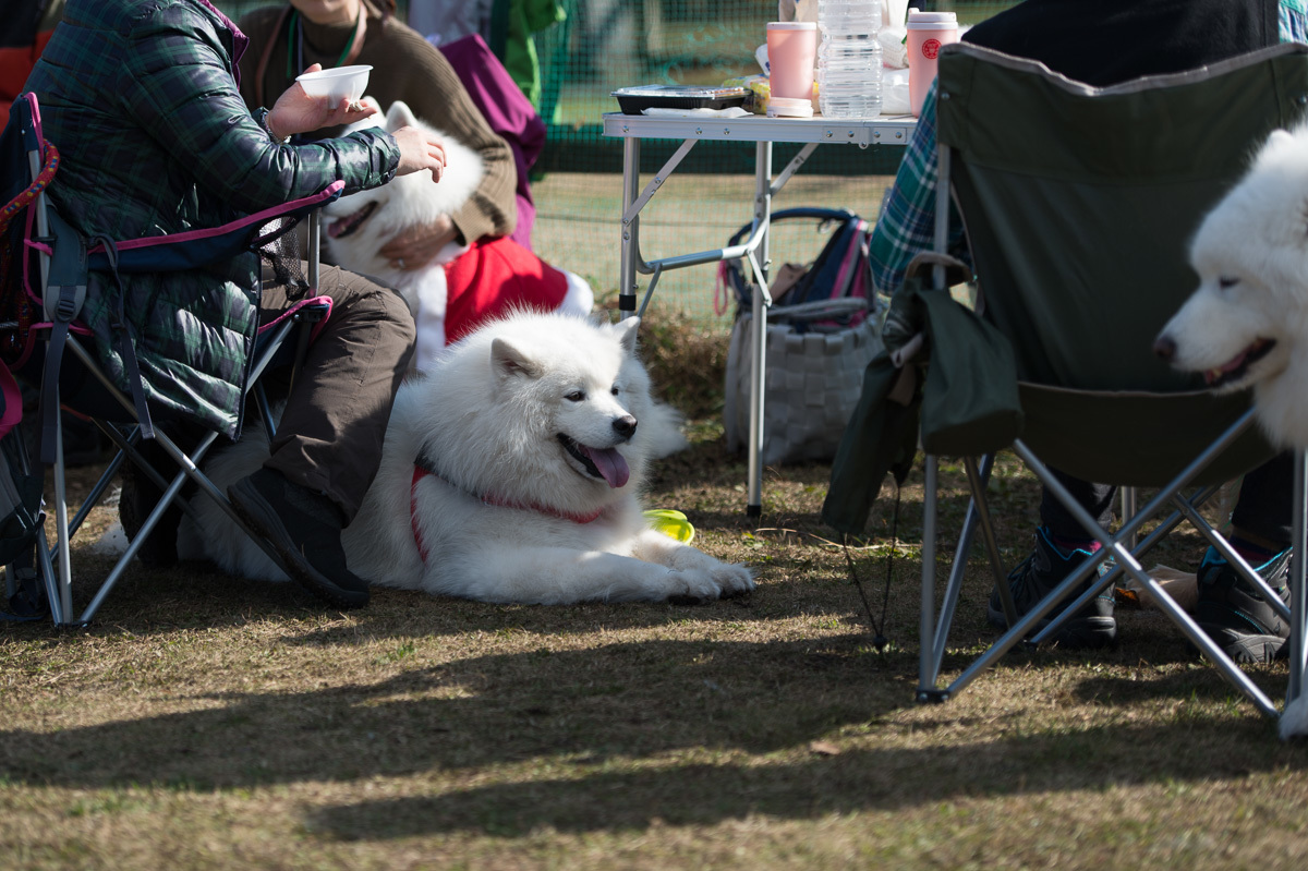 富士サモ2016-3_d0144253_00221317.jpg