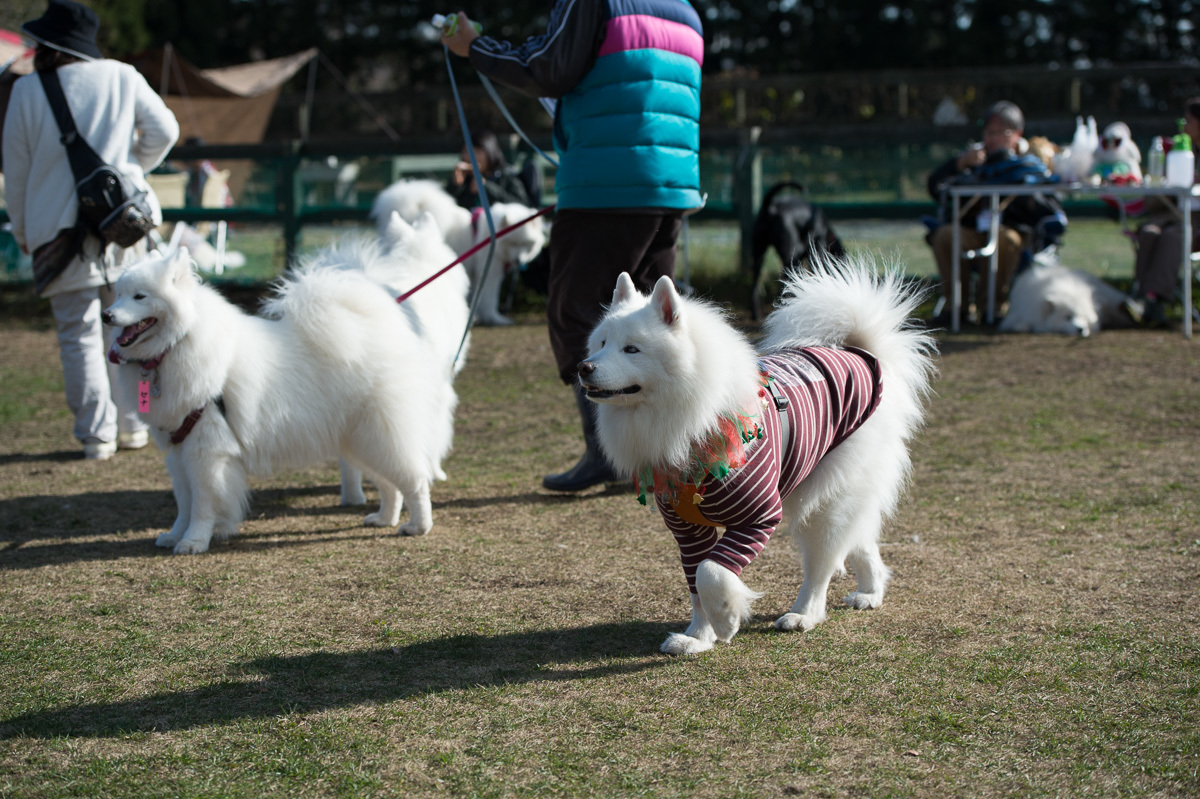 富士サモ2016-3_d0144253_00230107.jpg